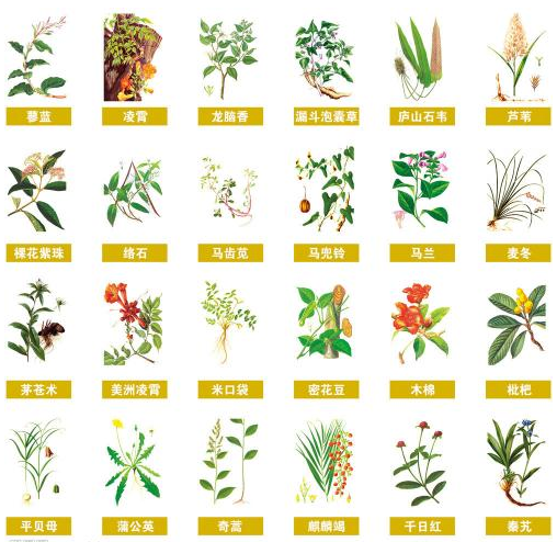中医本草最全的书目(图4) 中医本草最全的书目(图4)