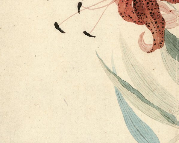 清_惲壽平_甌香館寫生冊_卷_(4277×3425 – 300dpi)(图4)