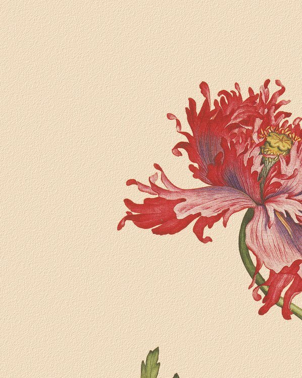 清_郎世宁_花鸟画_6_(4724×5906 – 150dpi)(图2)