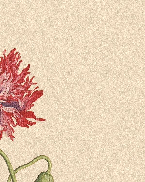 清_郎世宁_花鸟画_6_(4724×5906 – 150dpi)(图3)