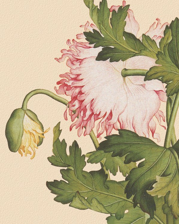 清_郎世宁_花鸟画_6_(4724×5906 – 150dpi)(图4)