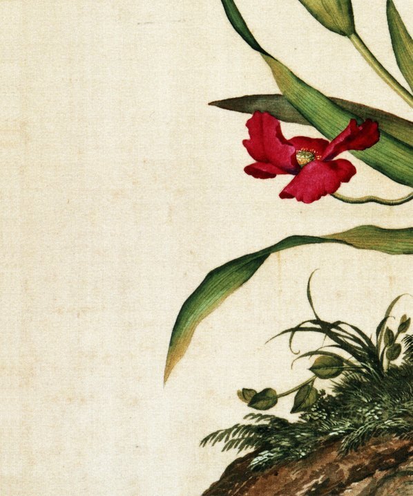 清_郎世宁_仙萼长春图最佳版_虞美人蝴蝶花图_(6252×7496 – 405dpi)(图4)