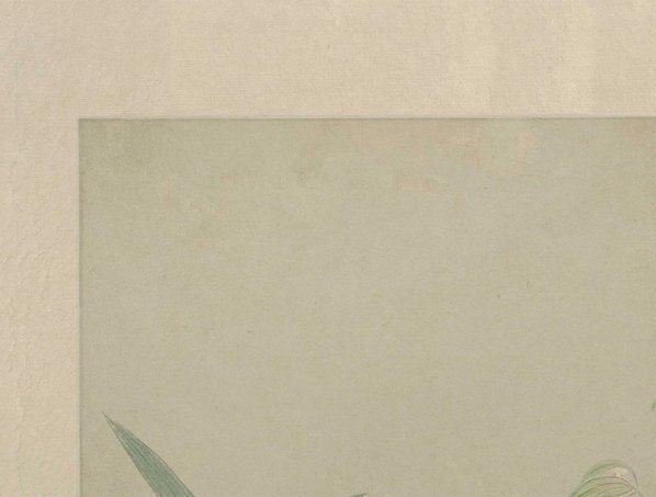 明_文俶_花卉图册页_北京故宫张_第八_(5257×3986 – 300dpi)(图2)