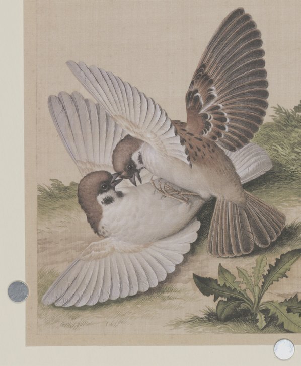清_郎世宁_仙萼长春图_36_(6220×7566 – 500dpi)(图4)