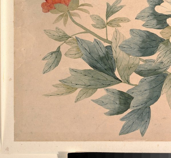 清_恽冰_牡丹图_(5000×4631 – 300dpi)(图4)