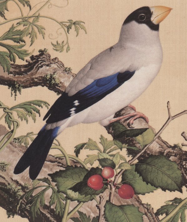 清_郎世宁_仙萼长春图_26_(6312×7496 – 400dpi)(图4)