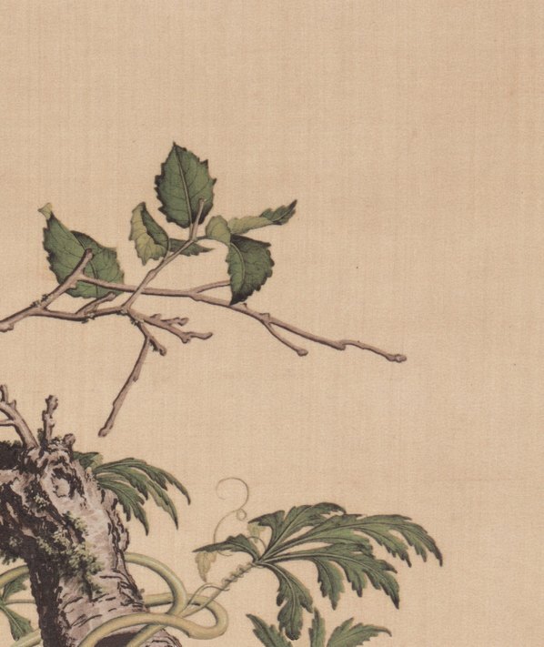清_郎世宁_仙萼长春图_26_(6312×7496 – 400dpi)(图5)