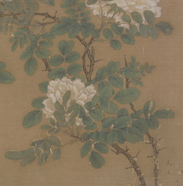 宋_马远_白蔷薇图页_(5617×5697 – 300dpi)(图5)