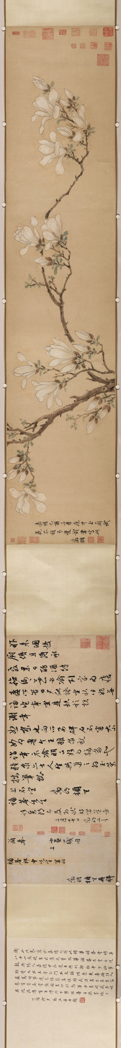 明_佚名_传文徵明_玉兰图卷纸_(23736×2746 – 250dpi)(图1)
