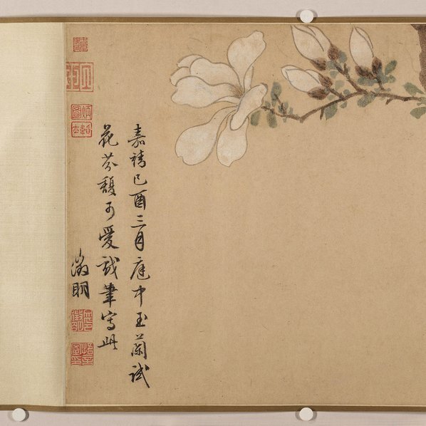 明_佚名_传文徵明_玉兰图卷纸_(23736×2746 – 250dpi)(图2)