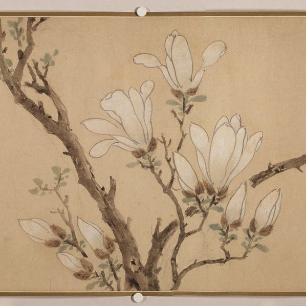 明_佚名_传文徵明_玉兰图卷纸_(23736×2746 – 250dpi)(图3)