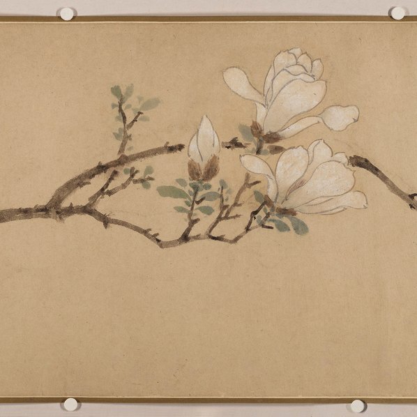 明_佚名_传文徵明_玉兰图卷纸_(23736×2746 – 250dpi)(图4)