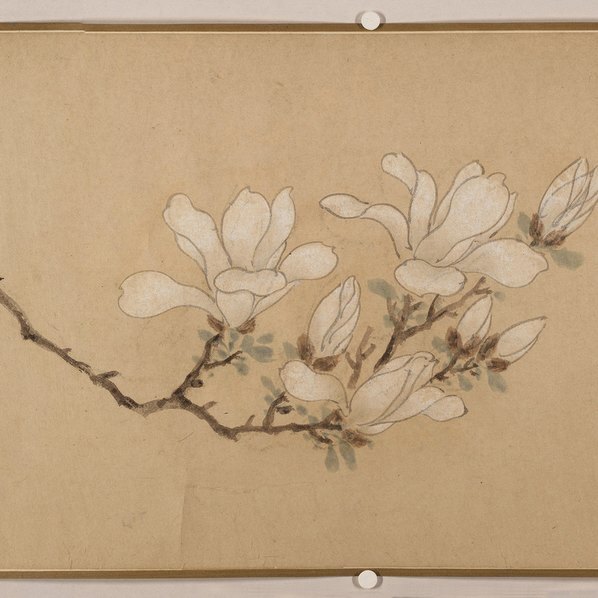 明_佚名_传文徵明_玉兰图卷纸_(23736×2746 – 250dpi)(图5)