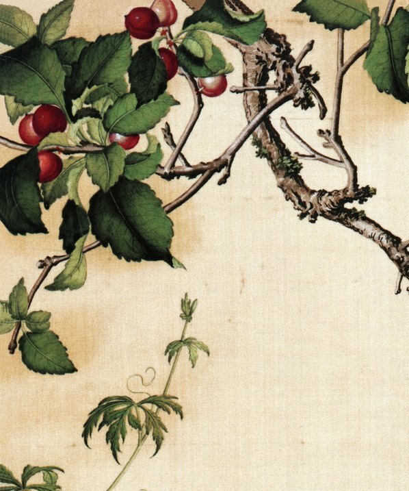 清_郎世宁_仙萼长春图最佳版_樱桃_(6252×7496 – 405dpi)(图2)