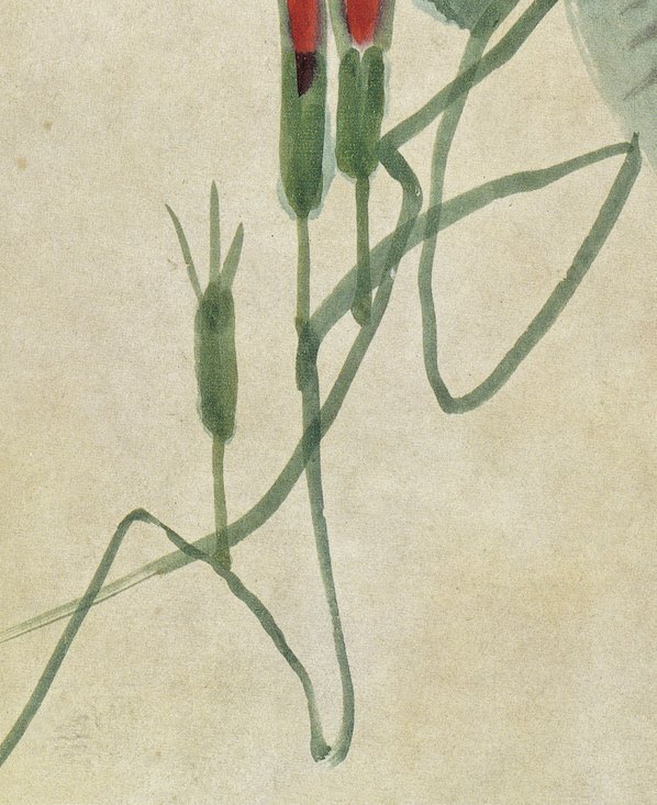 近代_齐白石小品_1_(4443×5445 – 72dpi)(图4)