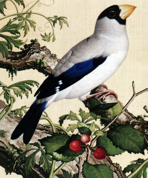 清_郎世宁_仙萼长春图最佳版_樱桃_(6252×7496 – 405dpi)(图4)