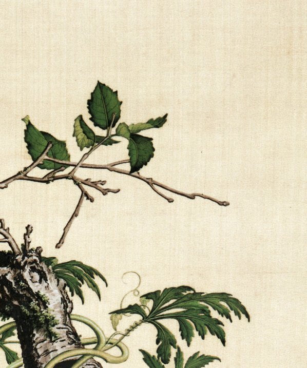 清_郎世宁_仙萼长春图最佳版_樱桃_(6252×7496 – 405dpi)(图5)