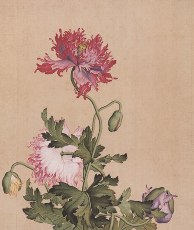 清_郎世宁_仙萼长春图_16_(6331×7496 – 400dpi)(图1)
