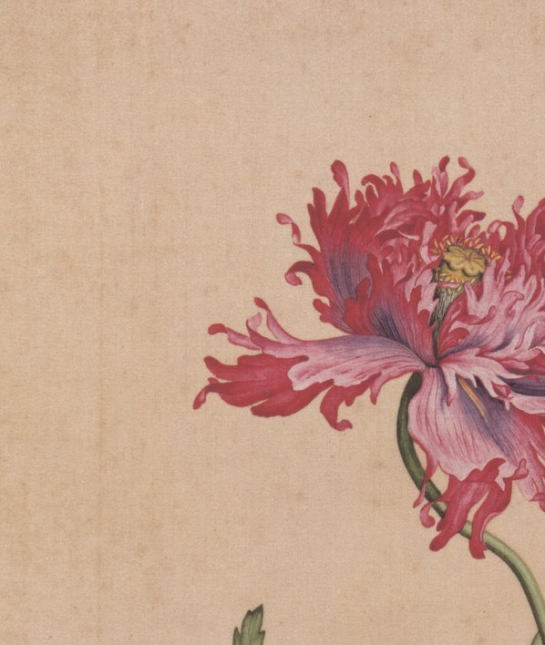 清_郎世宁_仙萼长春图_16_(6331×7496 – 400dpi)(图2)