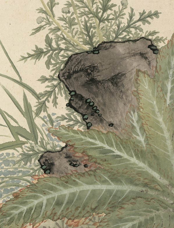 明_项圣漠_花卉_3_(3792×4968 – 350dpi)(图5)