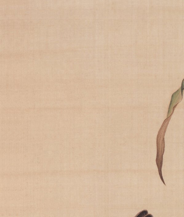 清_郎世宁_仙萼长春图_11_(4469×5259 – 400dpi)(图2)