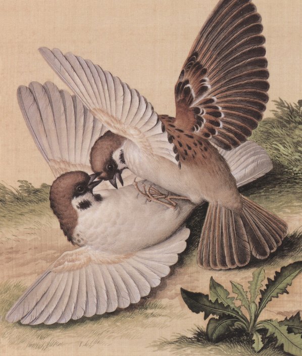 清_郎世宁_仙萼长春图_11_(4469×5259 – 400dpi)(图4)