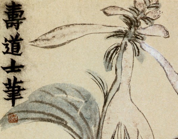 清_金农_花卉册_9_(3577×2805 – 295dpi)(图2)