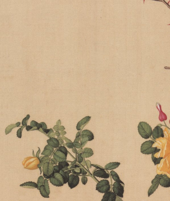 清_郎世宁_仙萼长春图_17_(6357×7496 – 400dpi)(图4)