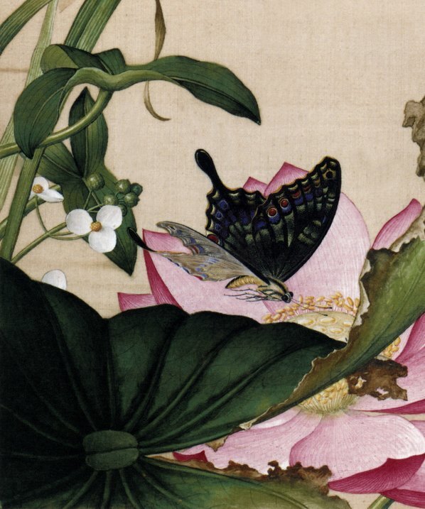 清_郎世宁_仙萼长春图最佳版_荷花慈姑花_(4611×5529 – 298dpi)(图4)