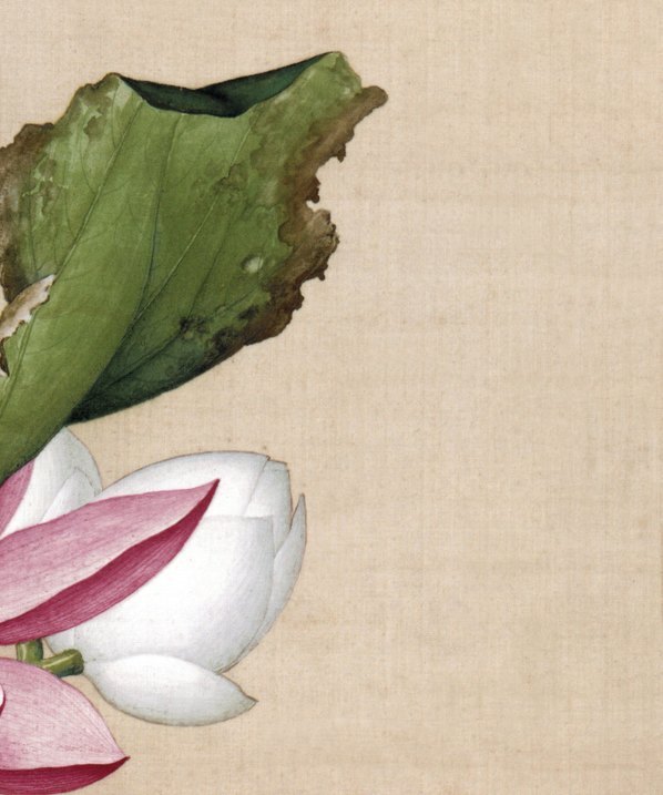 清_郎世宁_仙萼长春图最佳版_荷花慈姑花_(4611×5529 – 298dpi)(图5)