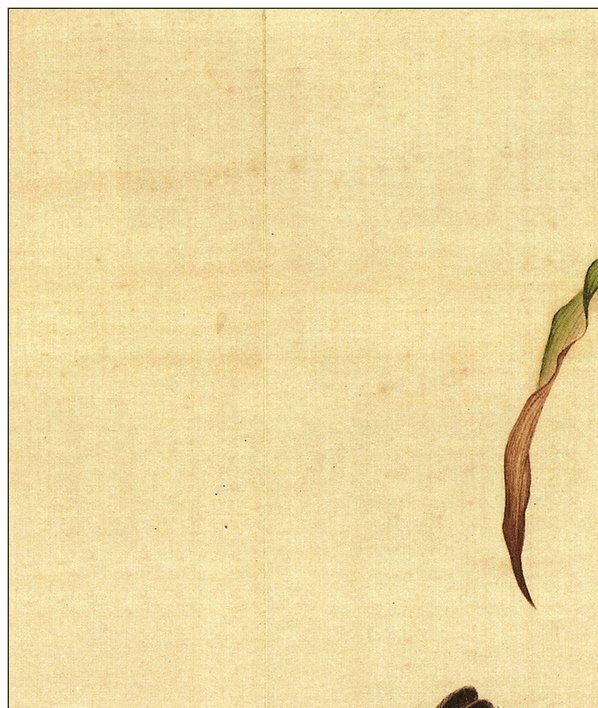 清_郎世宁_仙萼长春图_3_(4488×5315 – 300dpi)(图2)
