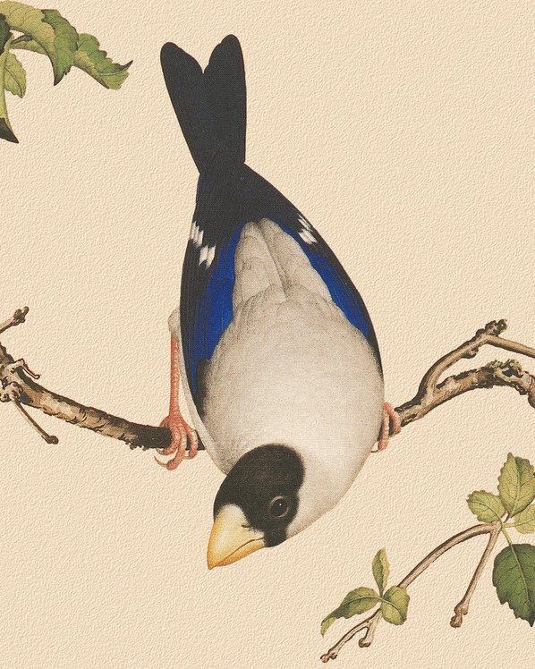 清_郎世宁_花鸟画_9_(4724×5906 – 150dpi)(图3)