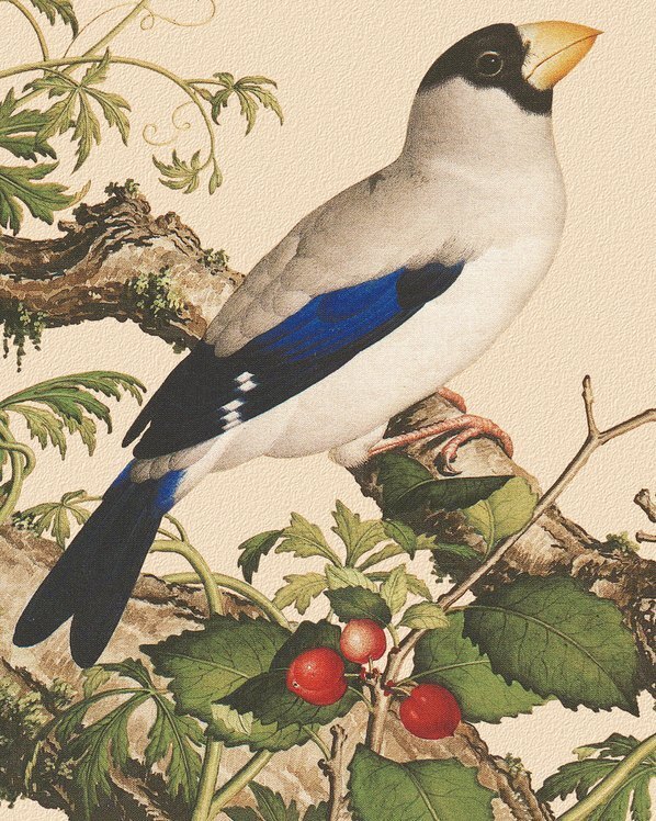 清_郎世宁_花鸟画_9_(4724×5906 – 150dpi)(图4)