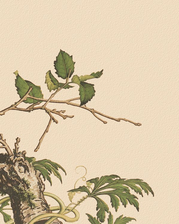 清_郎世宁_花鸟画_9_(4724×5906 – 150dpi)(图5)