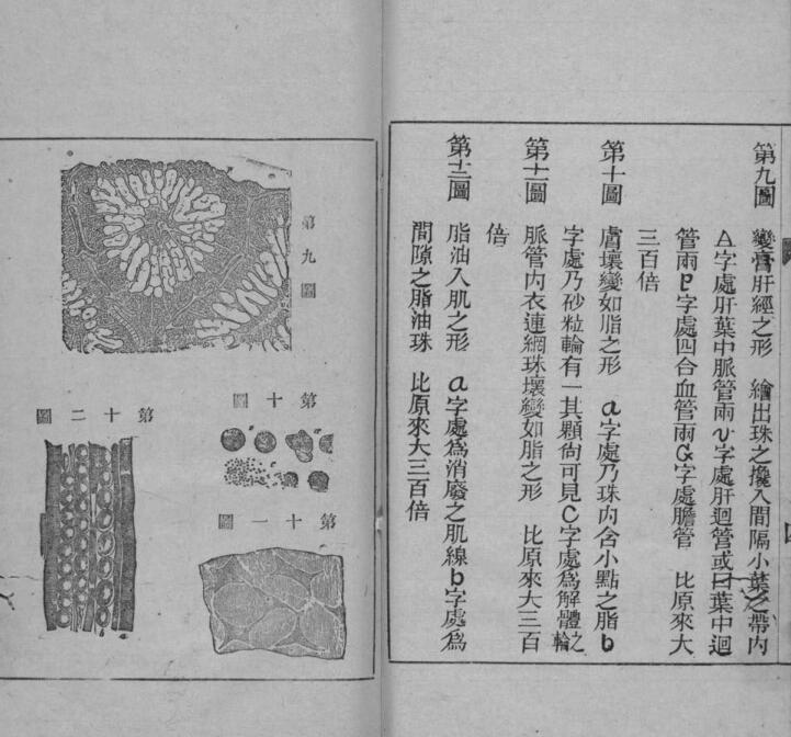 病理撮要(图3)