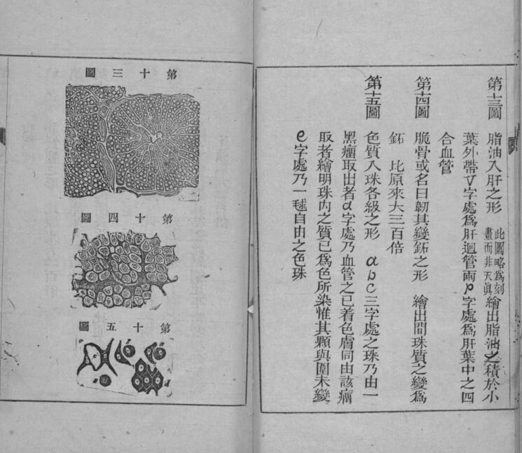 病理撮要(图4)