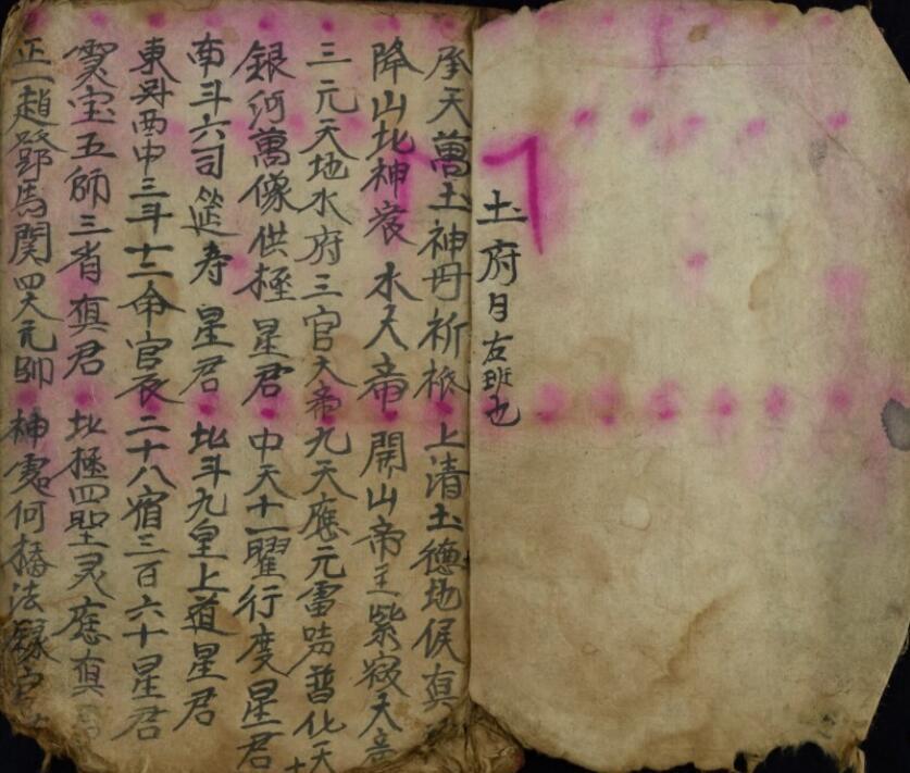 神目科(图3)