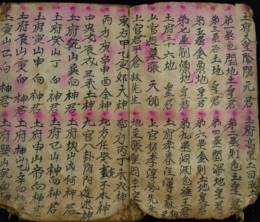 神目科(图4)